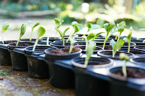 Pumpkin seedlings - a photo on Flickriver