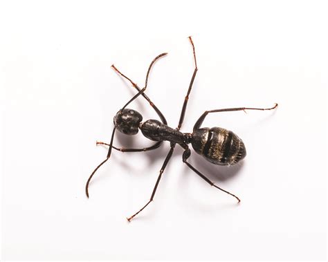 Carpenter Ant Identification, Habitat & Behavior | Ja-Roy