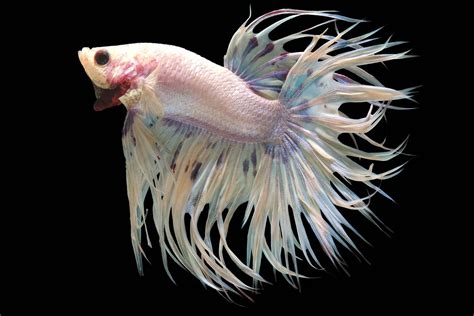 Betta Fish Types | Betta Splendens - Aquariadise