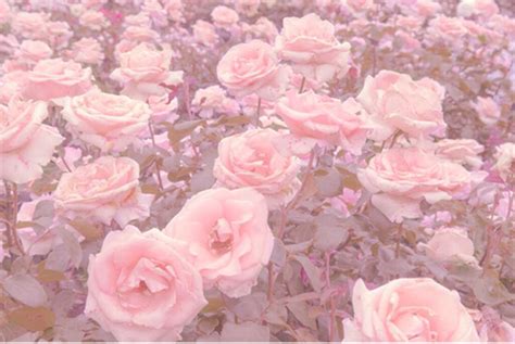 roses aesthetic uploaded by ʀᴜᴇ on We Heart It | Flower aesthetic ...