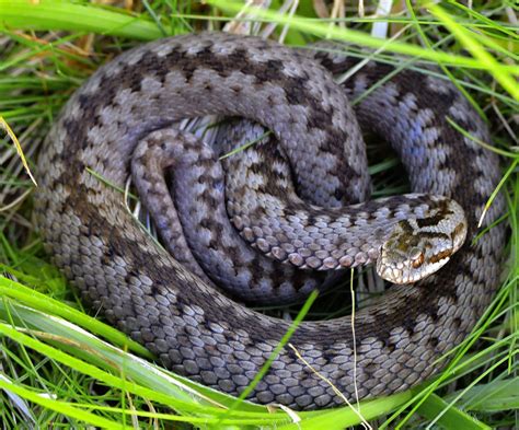 2 VENOMOUS SNAKES Found in Austria! (ID Guide) - Bird Watching HQ