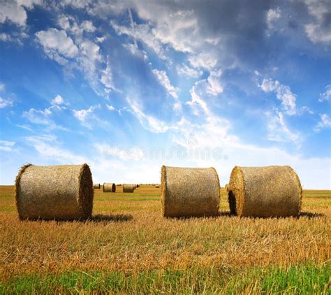 Straw bales stock image. Image of season, color, corn - 53900909