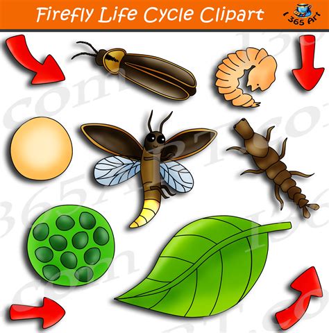 Firefly Life Cycle Clipart Graphics Bundle - Clipart 4 School