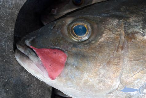 Amberjack Identification » NCFishes.com