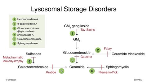 Lysosome - Biochemistry - Medbullets Step 1