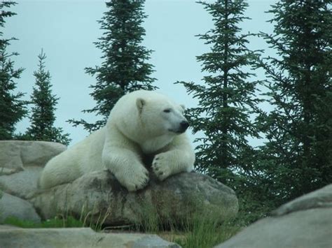 Polar Bear Habitat & Heritage Village Reviews - Cochrane, Northeastern Ontario Attractions ...