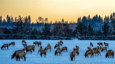 Albino Elk Photographed in Utah?