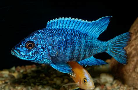 Cichlid | San Diego Zoo Animals & Plants