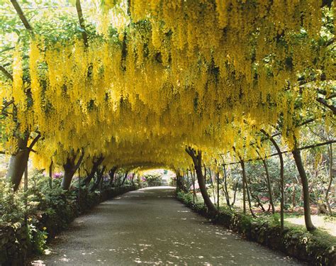 The Best Flowering Trees for Your Landscape