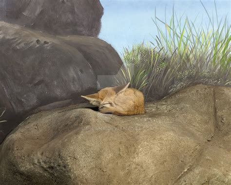 Sleeping Fennec Fox by jmilana on DeviantArt