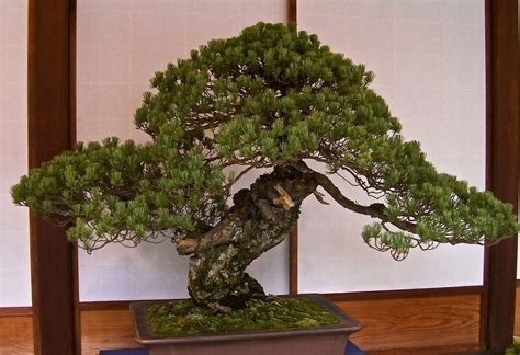 5 Oldest Bonsai Trees in The World | Bonsai2U