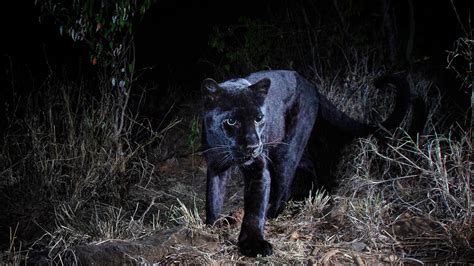 Africa’s Black Panthers Emerge From the Shadows - The New York Times