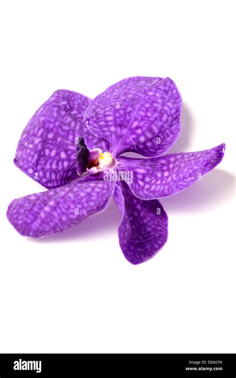 A Purple orchids on a isolated background Stock Photo - Alamy