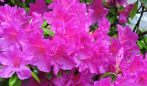 Pruning Azaleas | Integrity Nursery & Outdoor Living