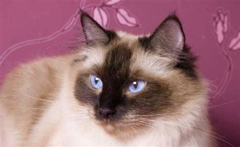 Calico Ragdoll Cat (Everything You Need To Know About Calico Ragdoll ...