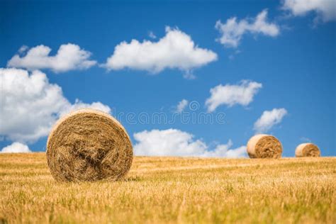 Straw bales. stock image. Image of feed, haystack, harvesting - 42401373