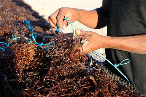 Both people and fish love seaweed farming | WWF