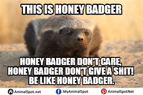 honey badger Meme | Meaning & History | Dictionary.com