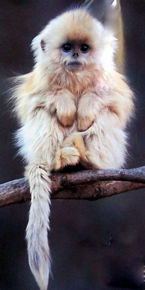 52 best Crazy hair animals images on Pinterest | Adorable animals, Cutest animals and Fluffy pets