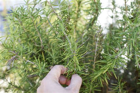 Rosemary Plants: Care and Growing Guide