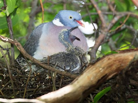 Pigeon Nesting Habits and Behavior: An In-depth Look | Birdfact