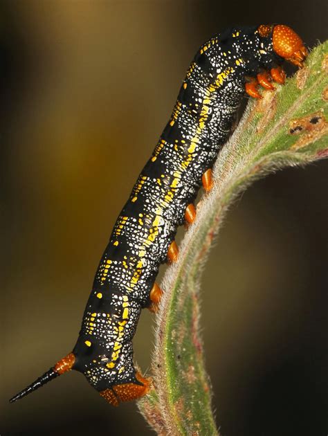 All of Nature: White-lined Sphinx Moth and Caterpillar