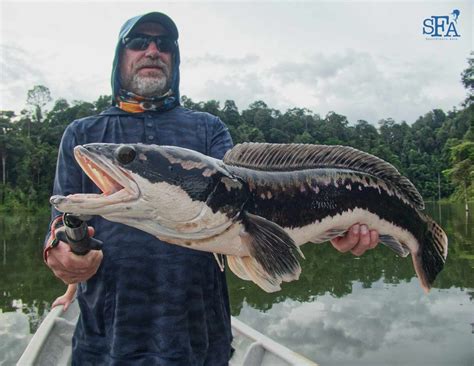 Video: TOMAN (GIANT SNAKEHEAD) Fishing in Malaysia with Warren and Mark - Sport Fishing Asia