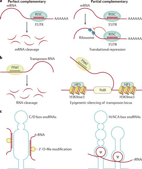 Small Non-coding RNA Sequencing Service, RNA-seq Profiling Service ...