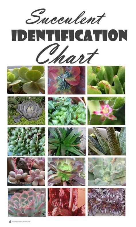 Succulent Identification Types Of Succulents Chart