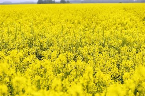 Canola Field Stock Photos, Images and Backgrounds for Free Download