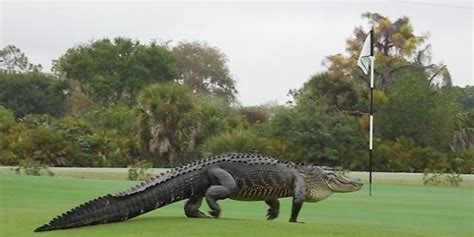 Massive Alligator Stakes Out Florida Golf Course Green, Ups Par Significantly | HuffPost