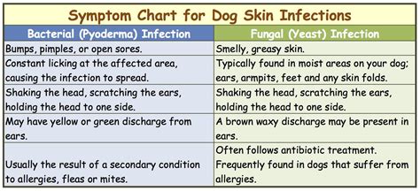 Dog Skin Infection: This Is How To Cure and Treat It