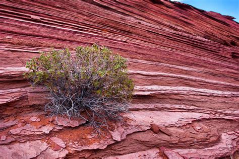 Bush And Rock Layers Free Stock Photo - Public Domain Pictures