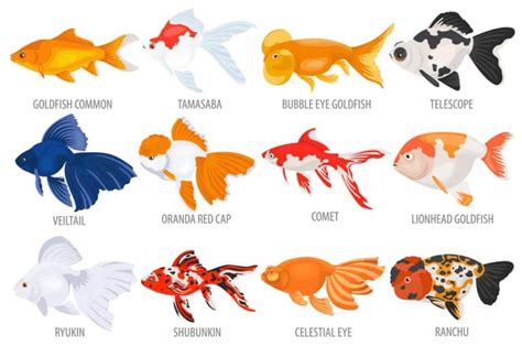 20 Most Popular Types of Goldfish: With Care Guide & Pictures - Fish Tank Master