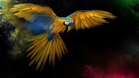 4k Parrot Wallpapers - Wallpaper Cave