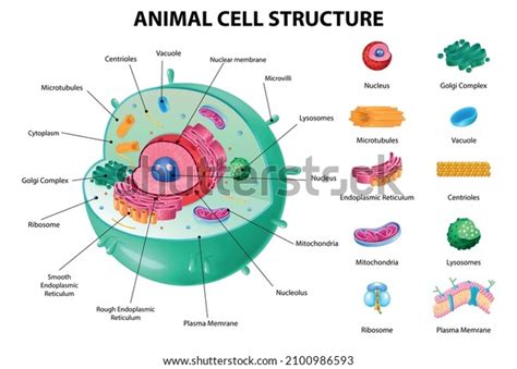 Lysosomes In Animal Cell