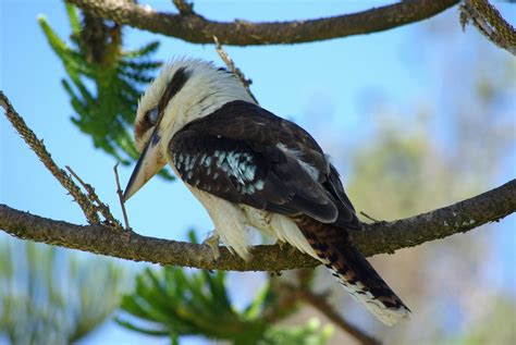 isley17027: Exotic birds of Australia