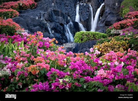 Bougainvillea flowers and waterfall at garden in Kauai, Hawaii Stock Photo - Alamy