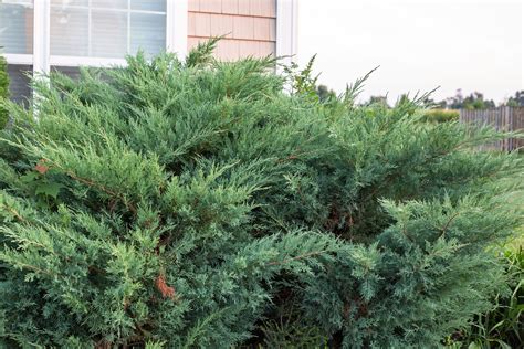 How to Trim Juniper Shrubs | eHow | Juniper shrub, Juniper plant, Juniper bush