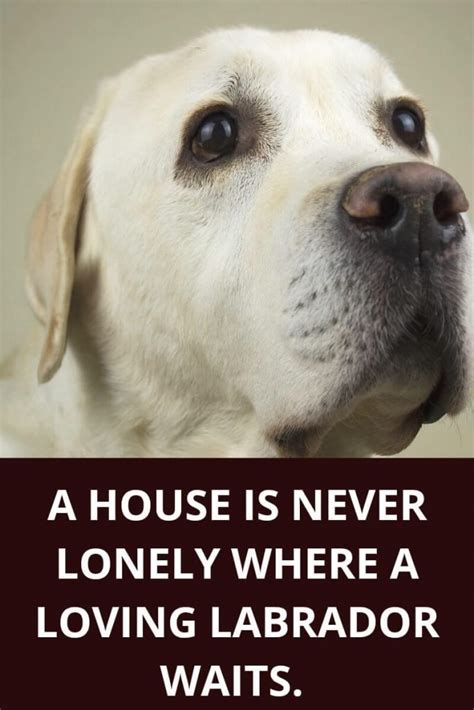 Labrador quotes- 15 quotes for every Labrador lover - Labrador Loving Souls