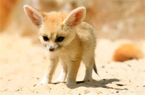 Fennec Fox as Pets? Things to know before taking them as pets!