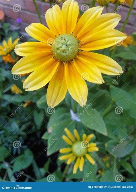 Yellow Mellow Flower Nature Stock Image - Image of wildflower, blossom: 178898419