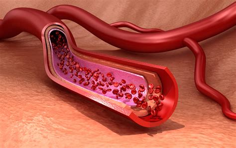 Endothelial cells for vascular research - PromoCell