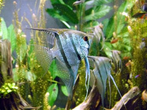 Semi-Aggressive Freshwater Fish for a Tropical Aquarium | PetHelpful