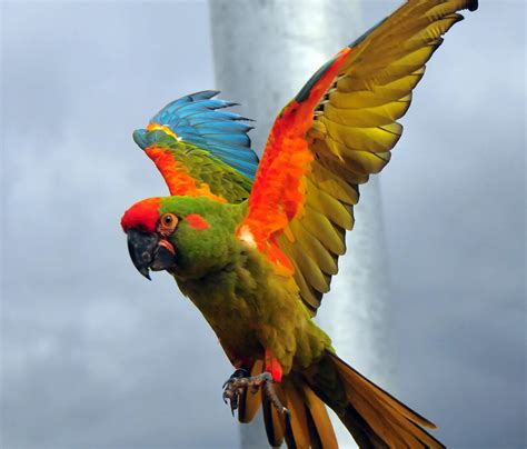 Red fronted macaw - Division Habitat Behavior Status in its natural state