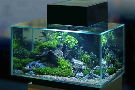 What Are The Best Fish For A 20-Gallon Tank? Here Are 10 Great Options