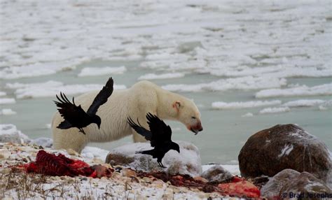 Awesome Polar Bear Seal Kill Photo - Churchill Polar Bears