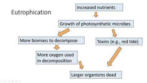 Eutrophication Process