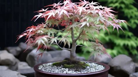 Floating Cloud "Ukigumo" Japanese Maple: A Guide for First-Time Buyers - The Maple Yard