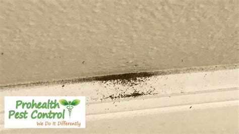 s It Termites? Drywall Signs of Termites - ProHealth Pest Control